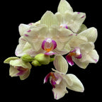 Phalaenopsis 'Limited #55' pelorica