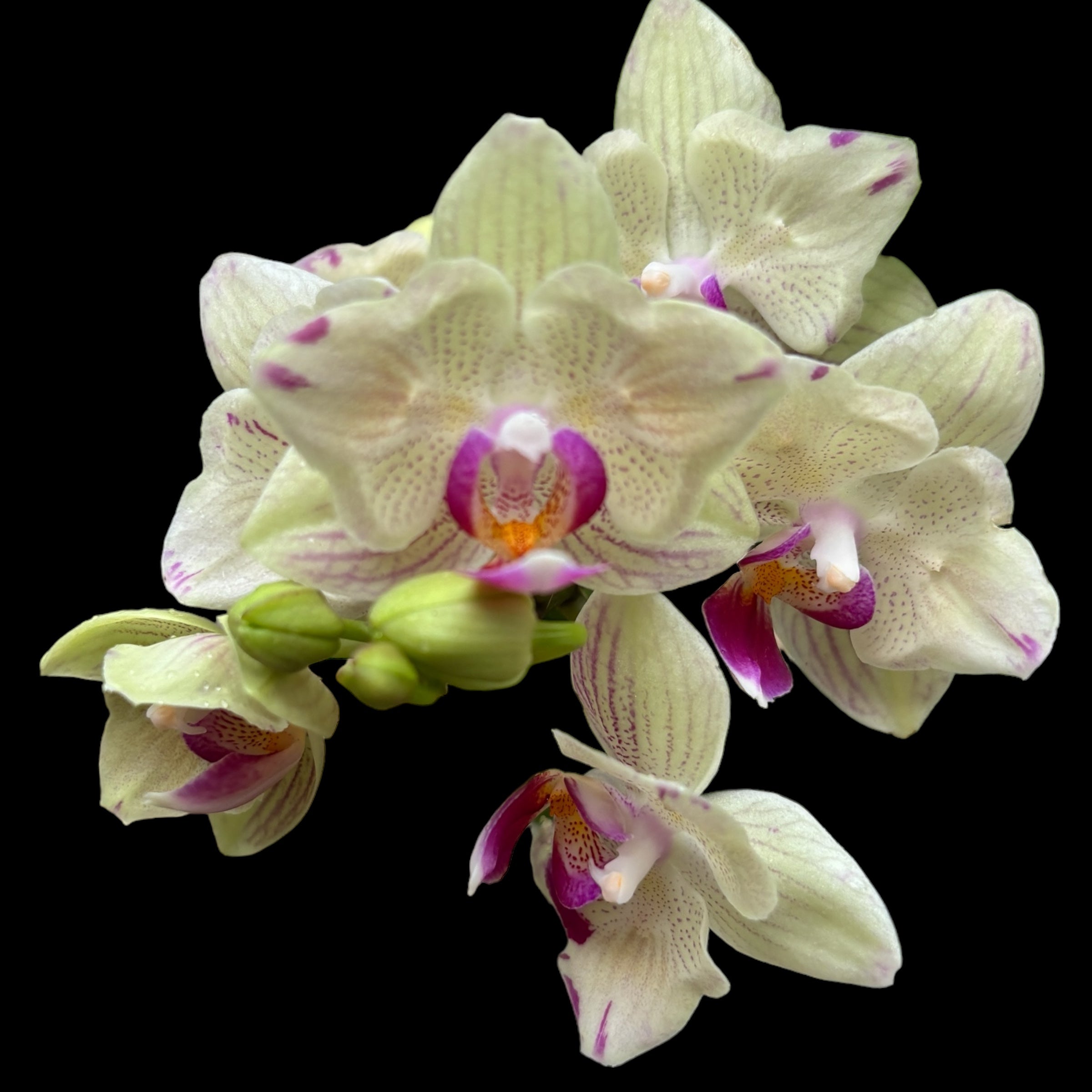 Phalaenopsis 'Limited #55' pelorique