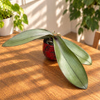 Phalaenopsis Yaphon Pink Lady - silver leaves