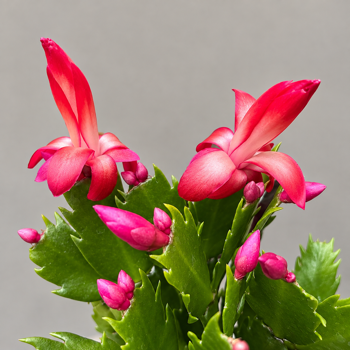 Schlumbergera truncata ‘Flame Red’ - Christmas cactus
