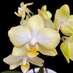 Phalaenopsis Sunny Shore