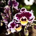 Phalaenopsis vitraž