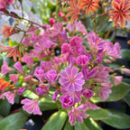 Lewisia cotyledon 'Elise'
