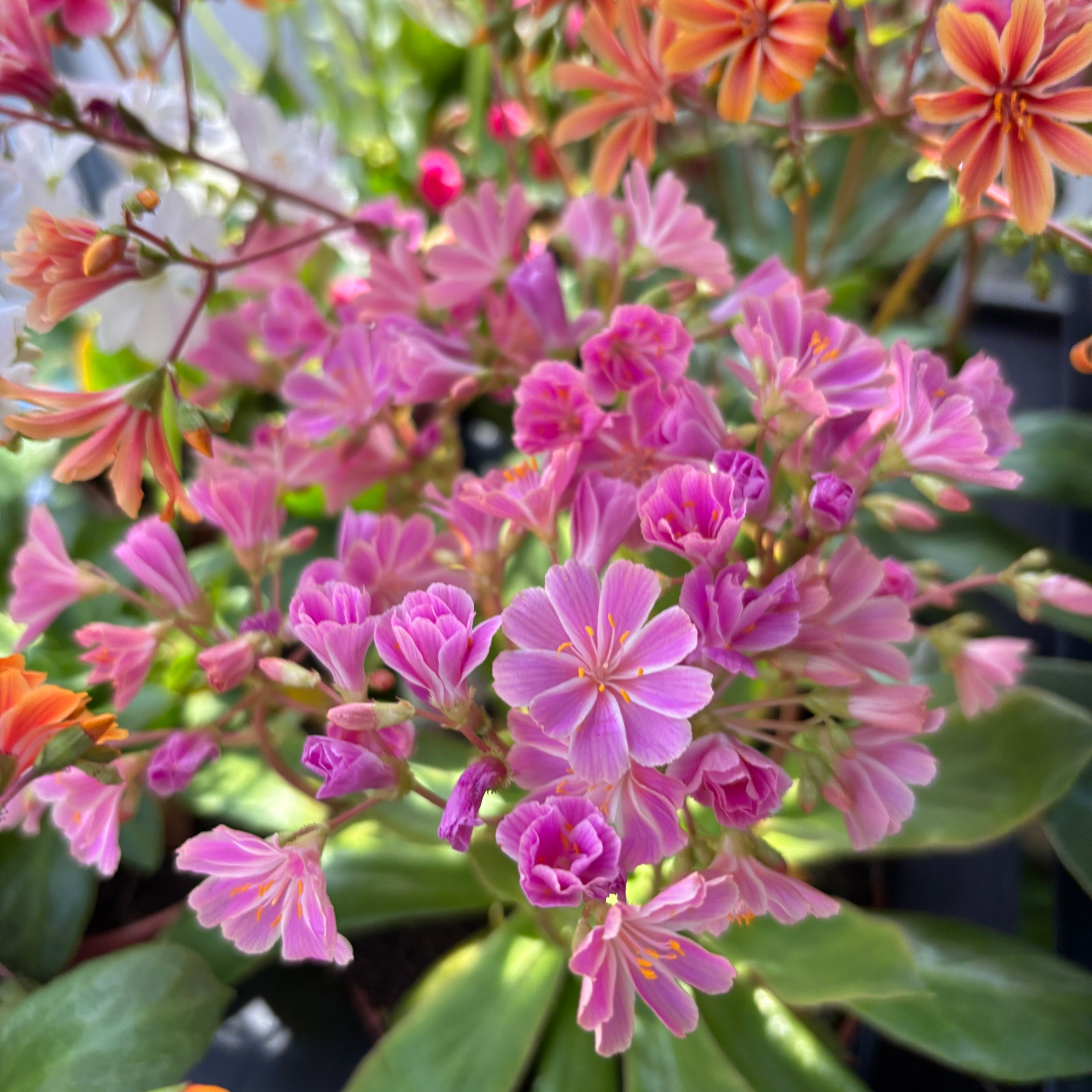 Lewisia cotyledon 'Elise'