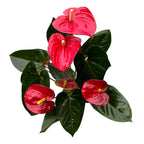 Anthurium Sierra Rouge (fleurs XL)
