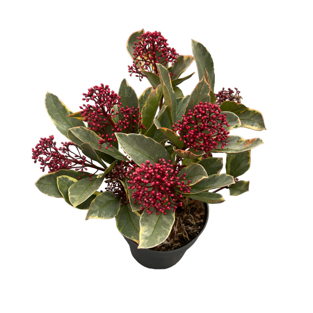 Skimmia japonica 'Perosa' - frunze variegate (liliac japonez)