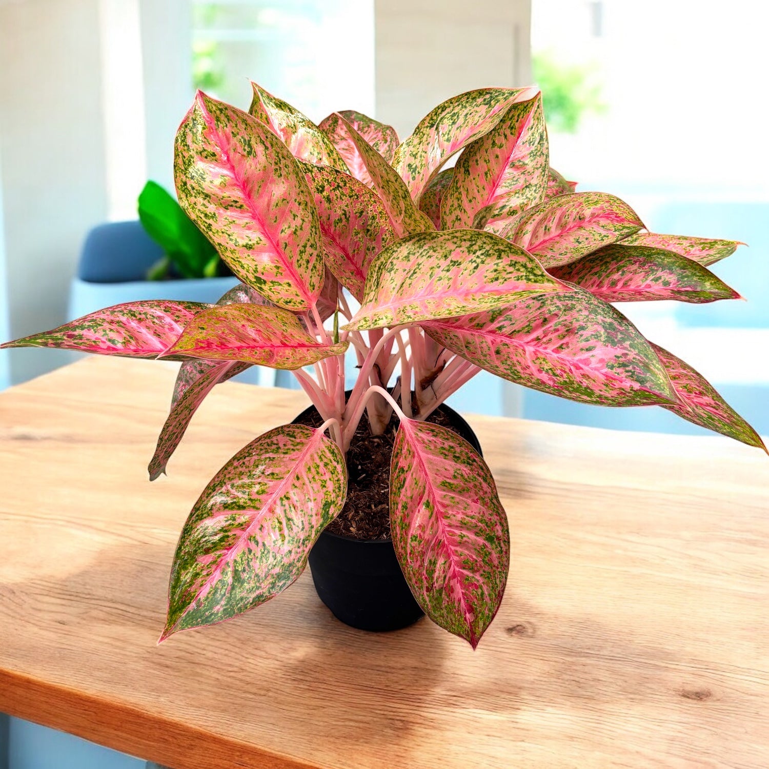 Aglaonema 'Romance' - exemplare XL 3pp