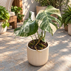 Monstera deliciosa 'Variegata' - planta de colectie cu variegatie spectaculoasa