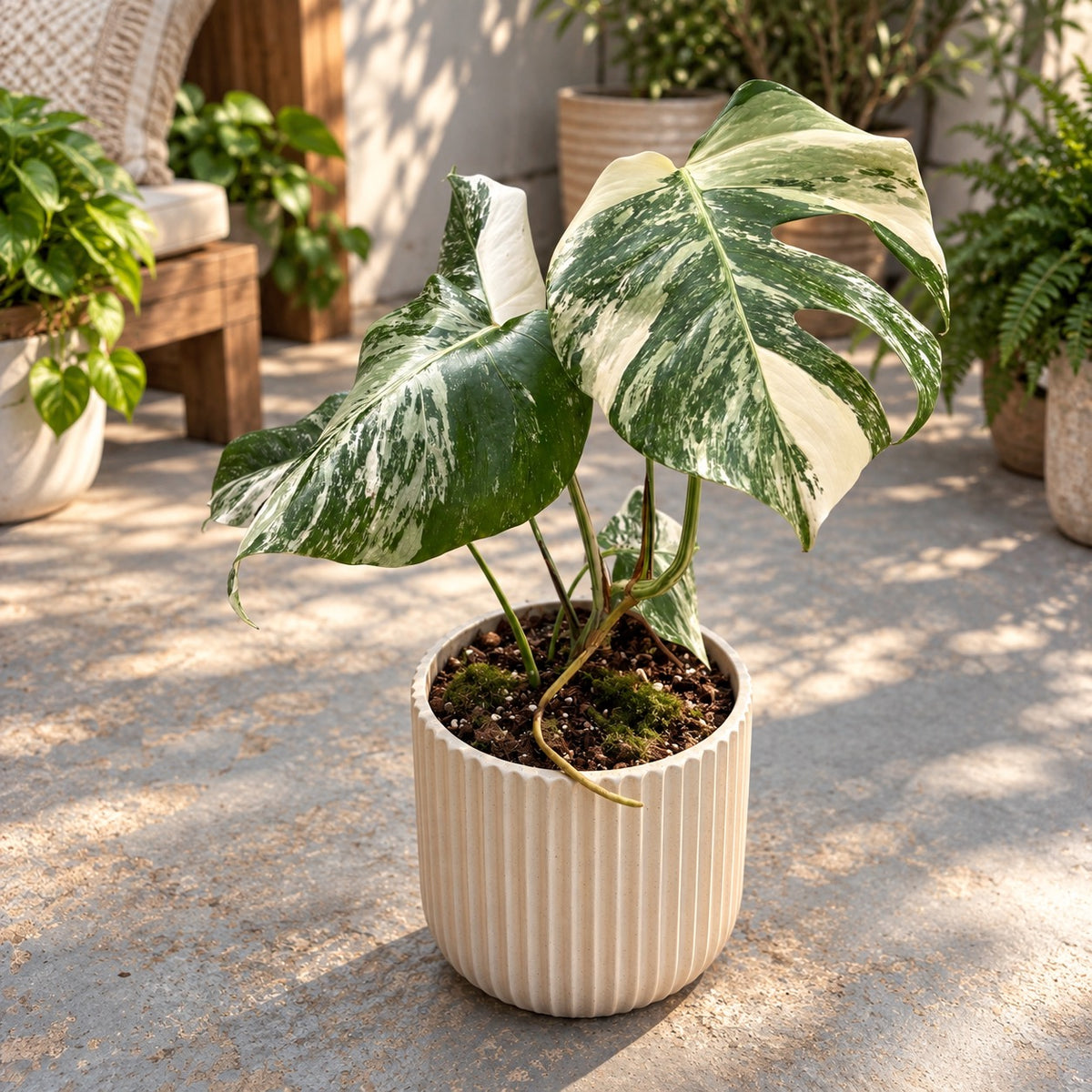 Monstera deliciosa 'Variegata' - planta de colectie cu variegatie spectaculoasa