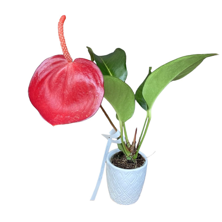 Anthurium Scherzerianum Debby