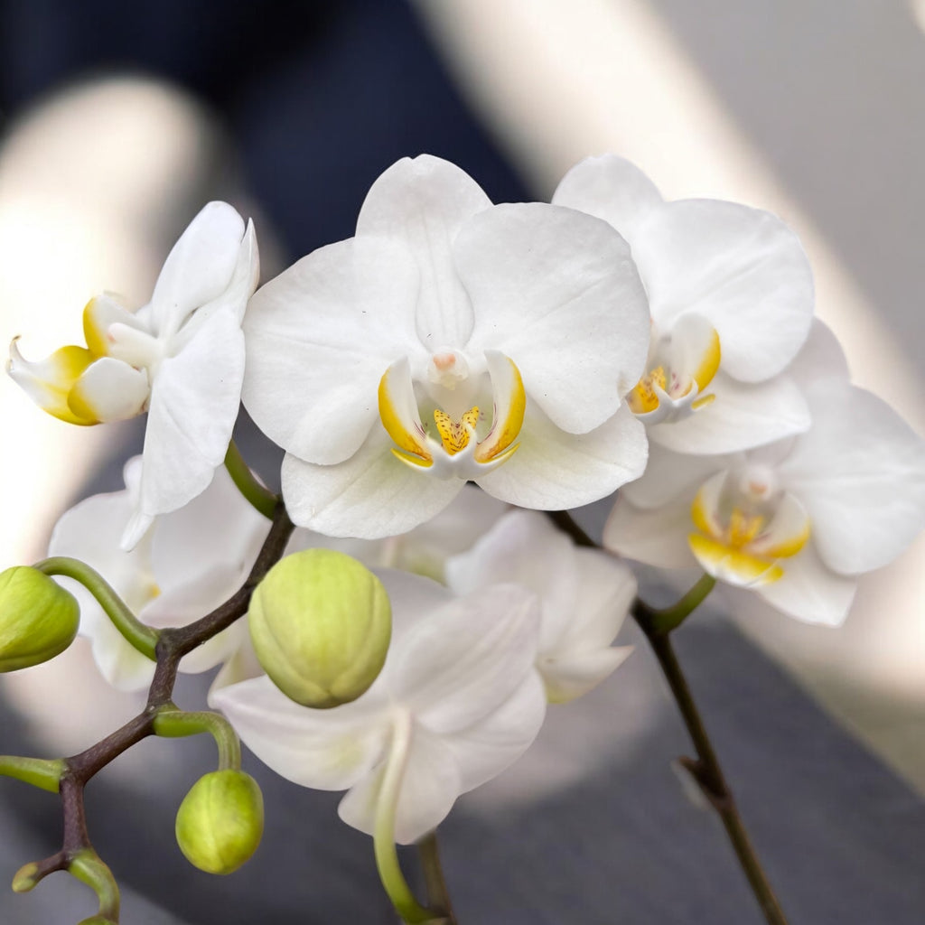 Phalaenopsis Jungle Folk