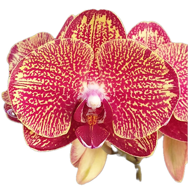 Phalaenopsis I-Hsin Picture '292'