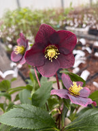 Helleborus orientalis ‘Viv Victoria’ (Spanz) - exemplaires XL