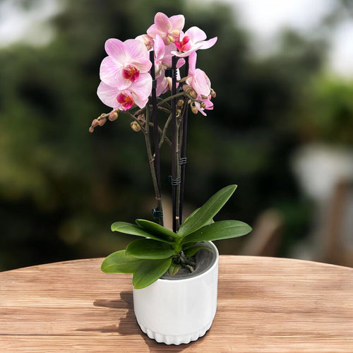 Phalaenopsis Mindblowing