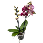 Phalaenopsis ‘Limited #85’ big lip