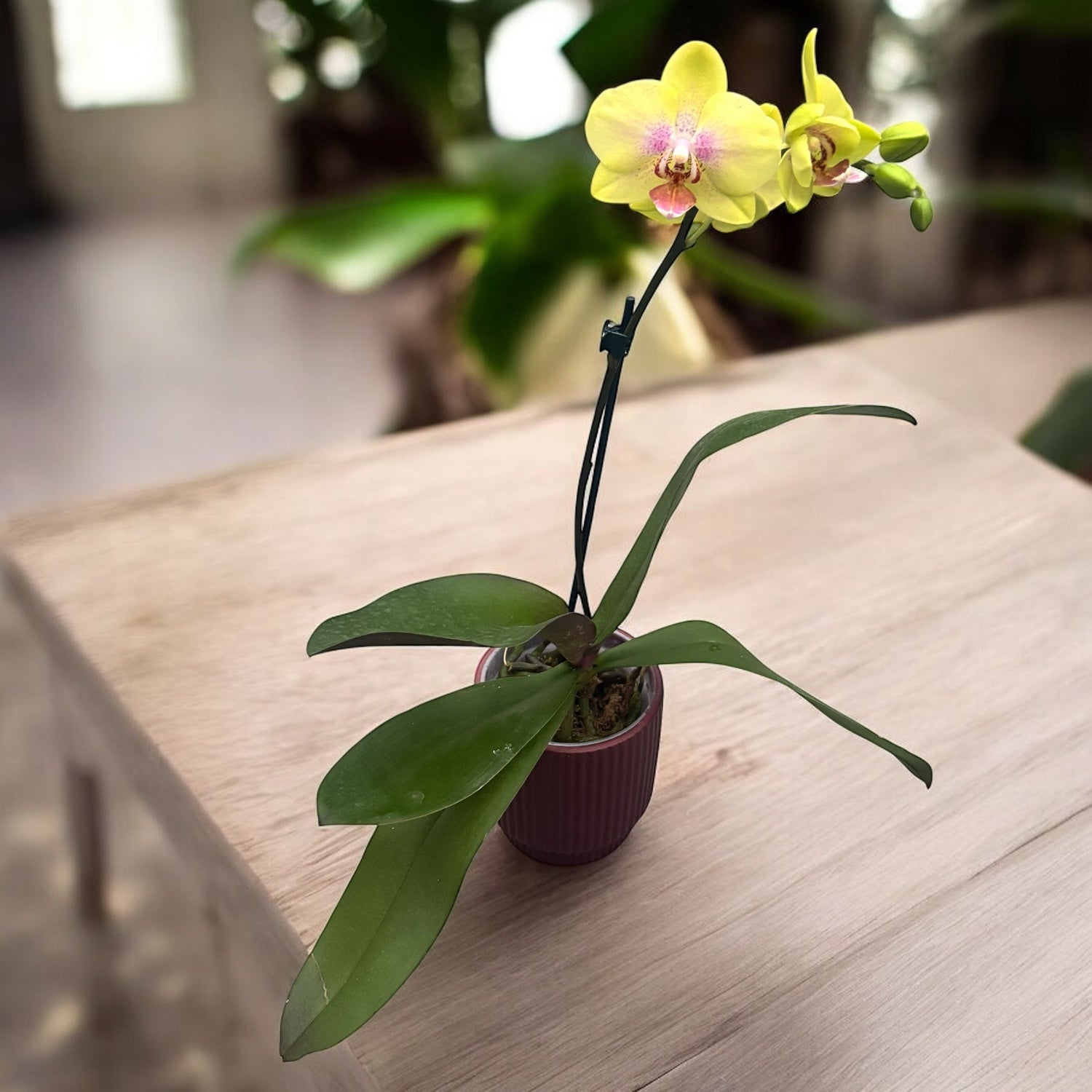 Phalaenopsis Yellow (multiflora)