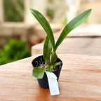 Laelia undulata alba 'Graf's Emerald' AM/AOS