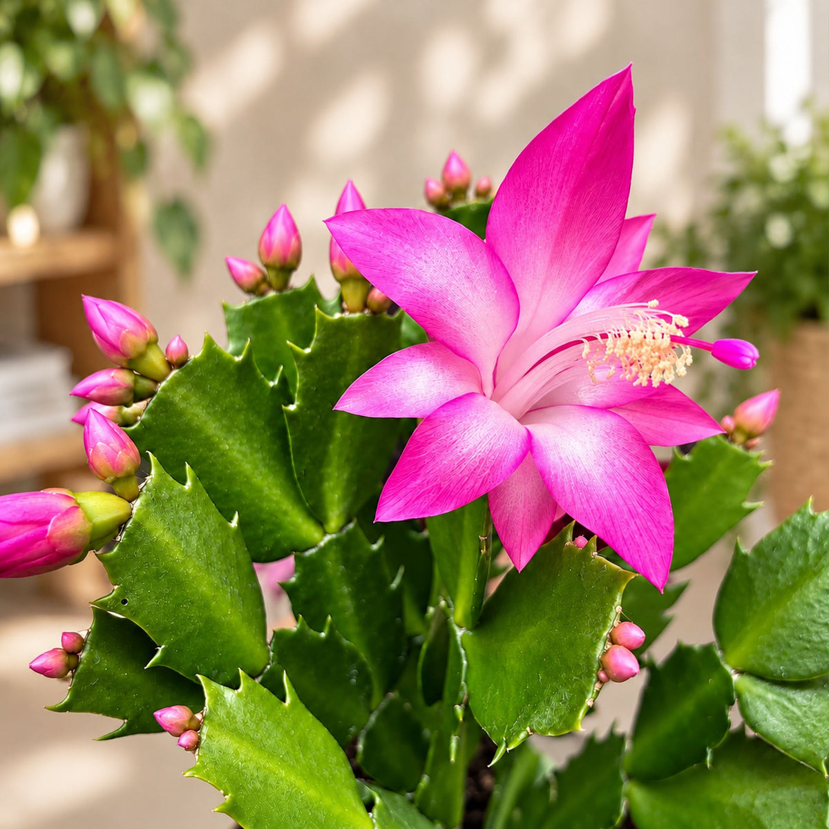 Schlumbergera ‘Purple Dancer’ (Weihnachtskaktus) 2pp
