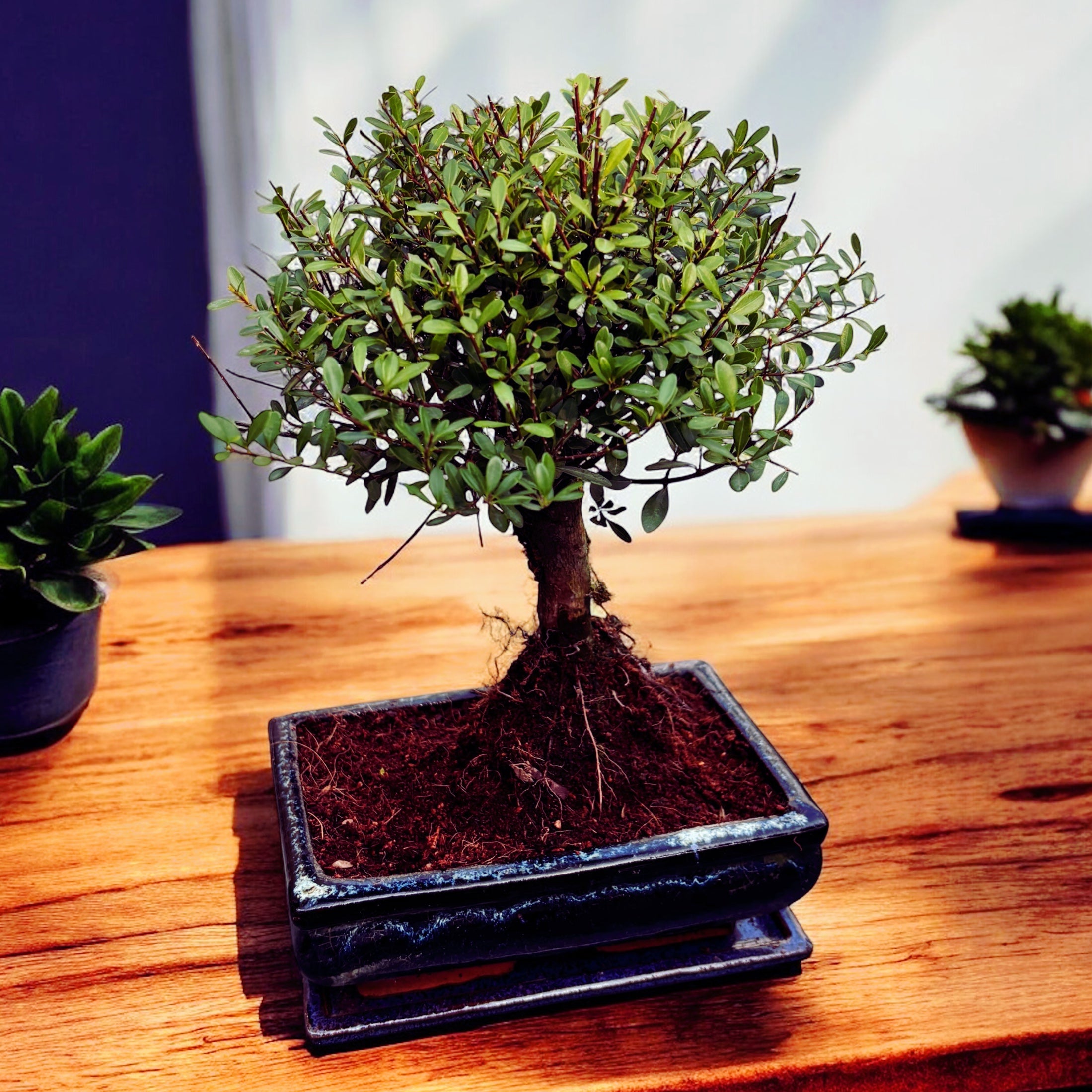 Bonsai Syzygium