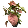 Syngonium podophyllum Pink