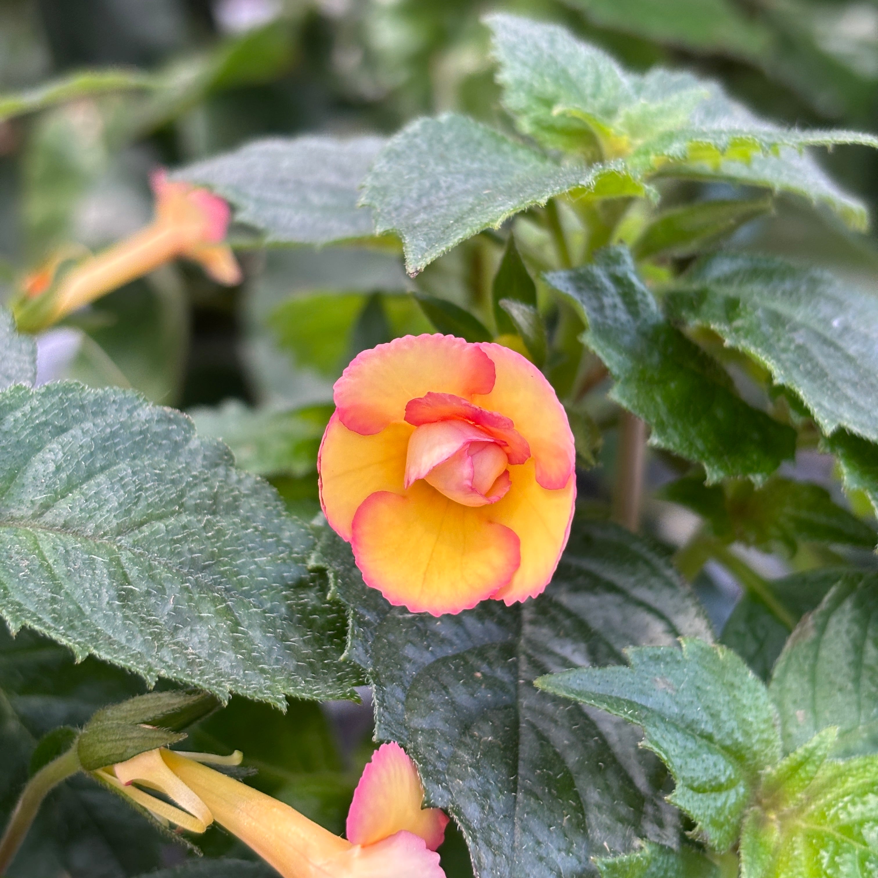 Achimenes ‘Anna Foya’