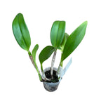 Rth. Shinfong White Charm 'White Rose' doftande