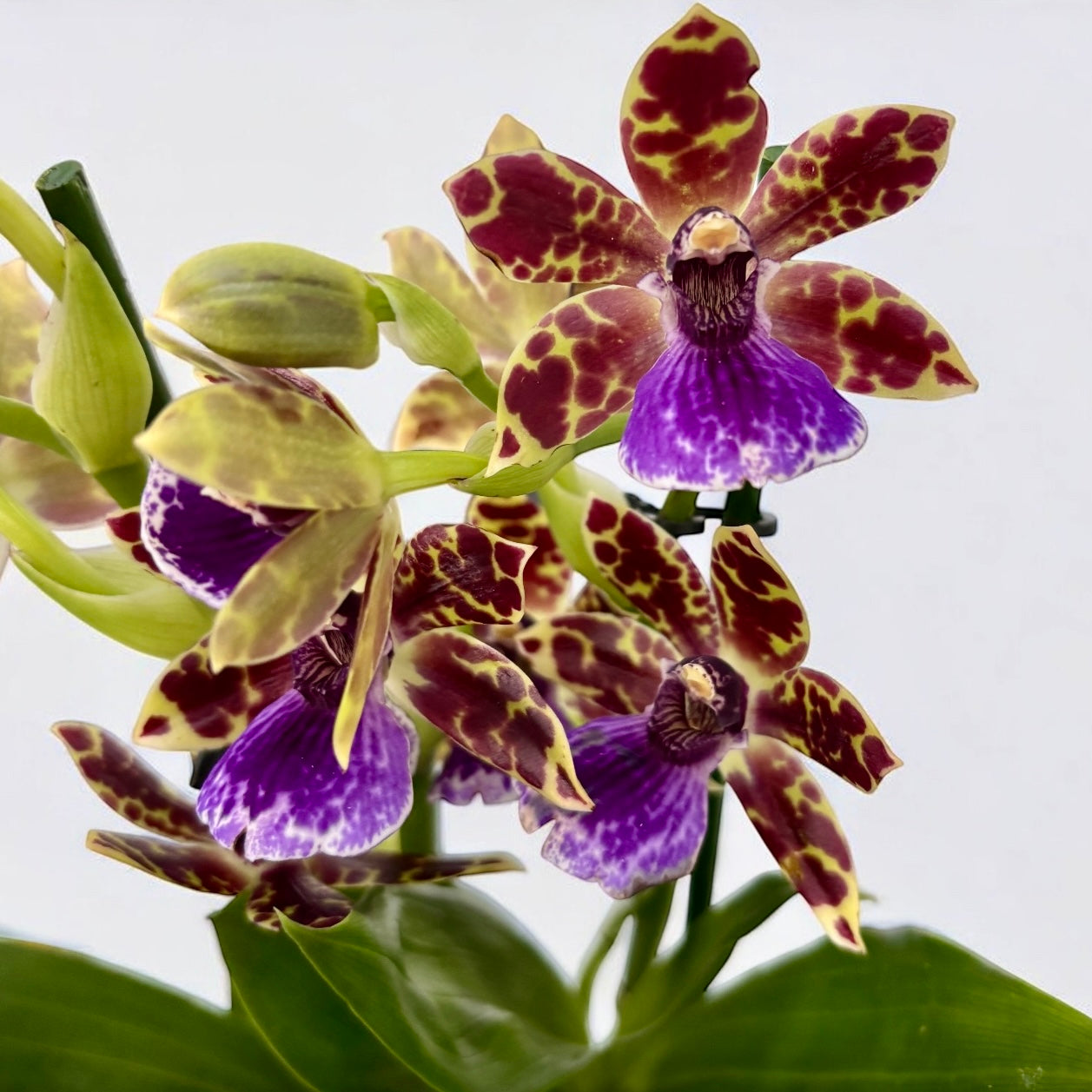 Zygopetalum Advance Australia - fleurs parfumées