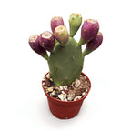 Cactus de gradina cu fructe si frunze comestibile - Opuntia humifusa (Devil's Tongue)