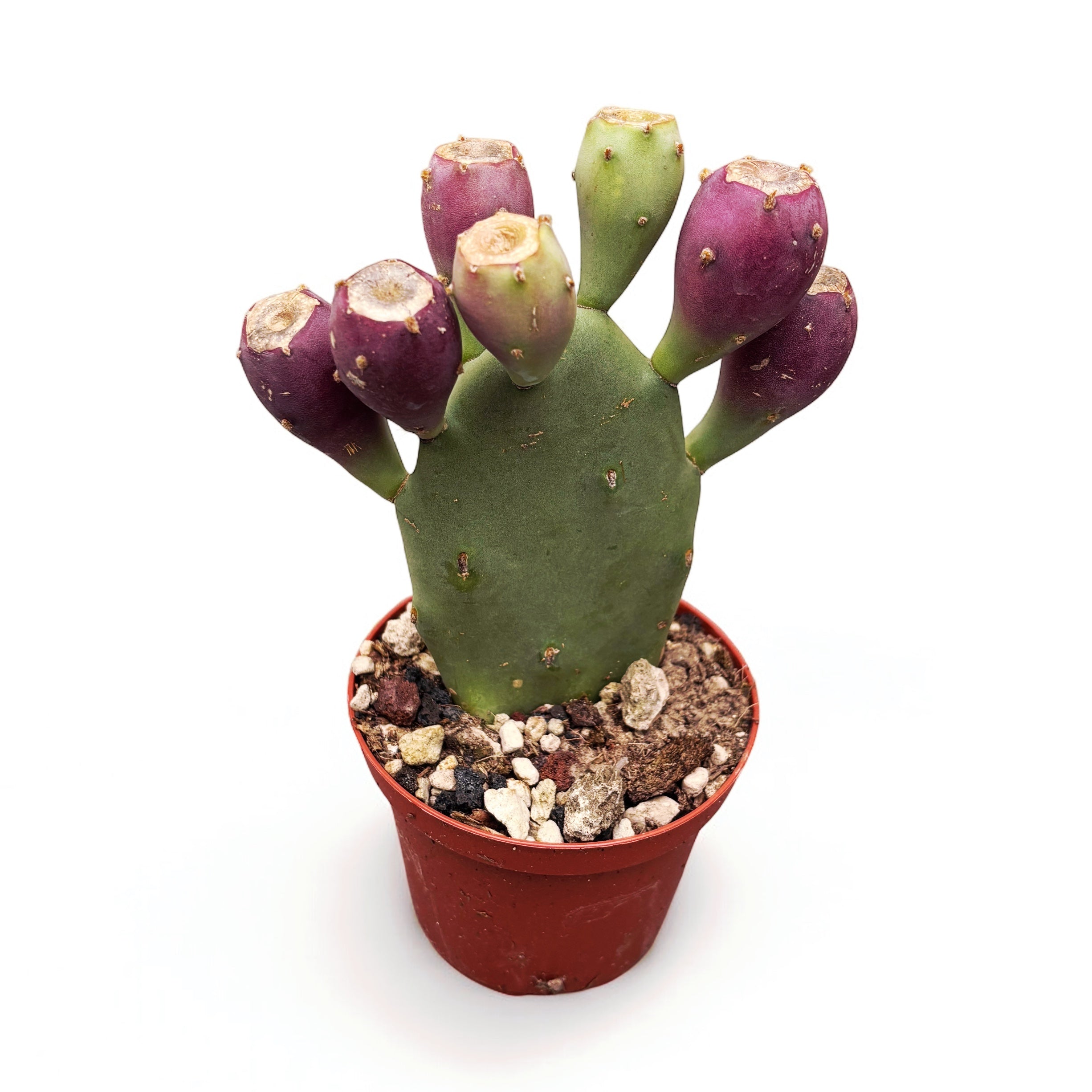 Cactus de gradina cu fructe si frunze comestibile - Opuntia humifusa (Devil's Tongue)