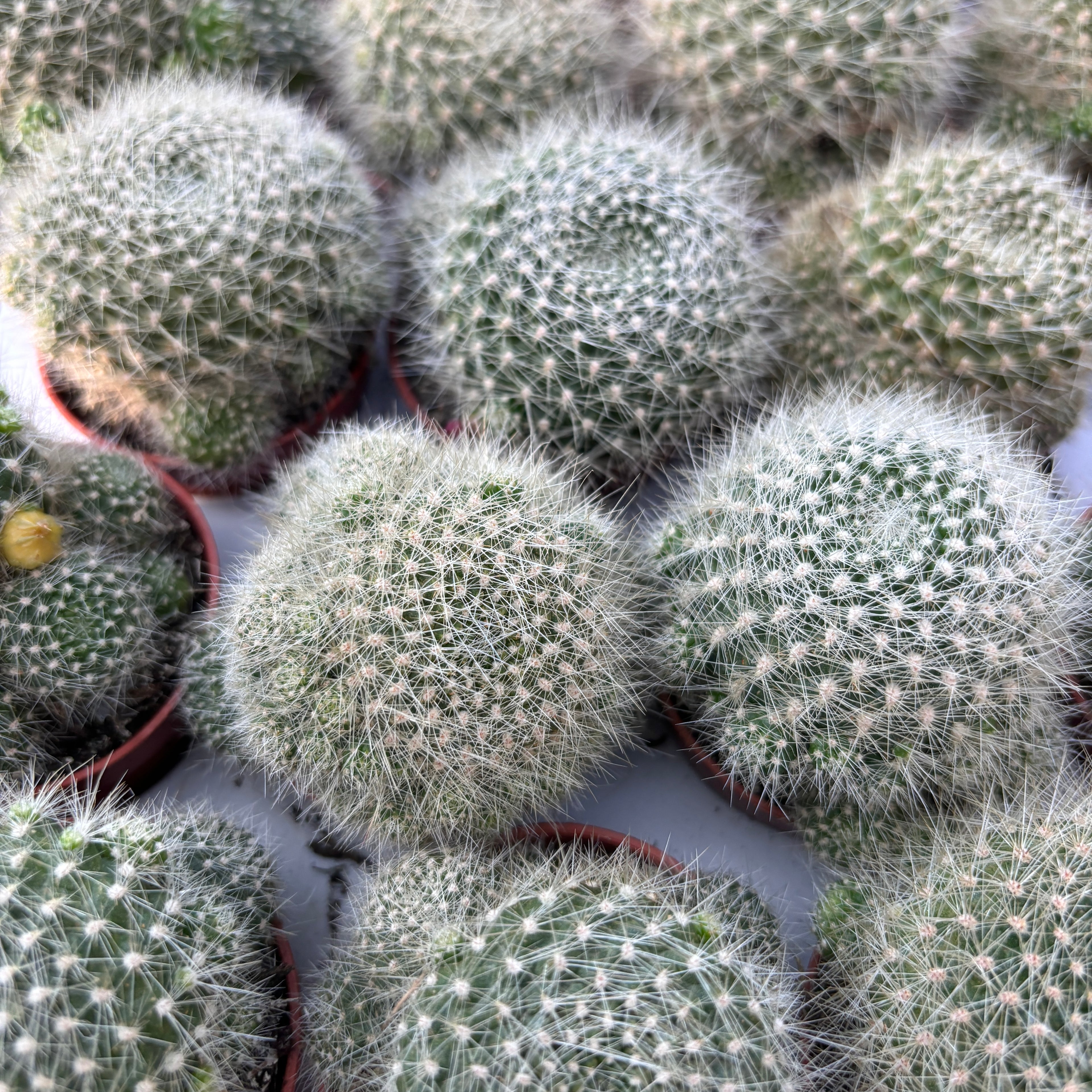 Rebutia muscula