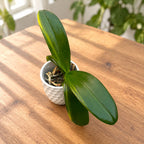 Phalaenopsis intermedia 'Orange' (pisana)