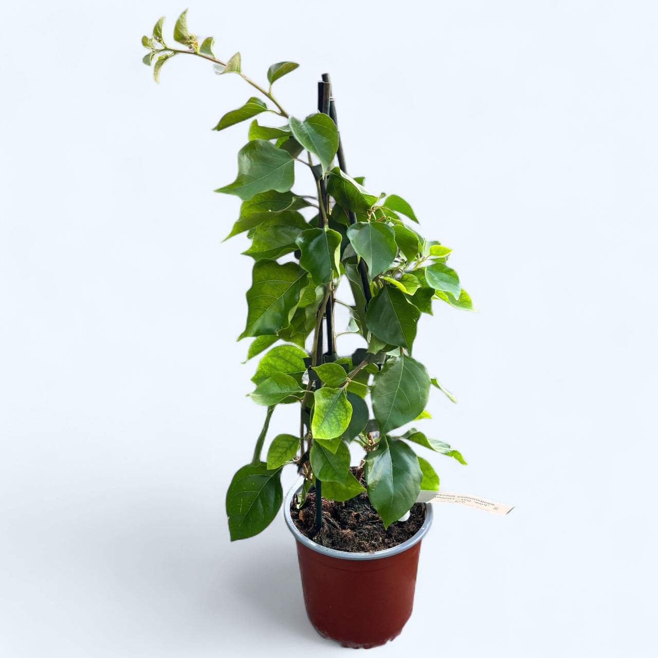 Bougainvillea cu flori duble - Bougainvillea dobrada 'Light Pink'