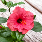 Hibiskus rosa-sinensis Venetie Pink - velike ružičaste cvjetove