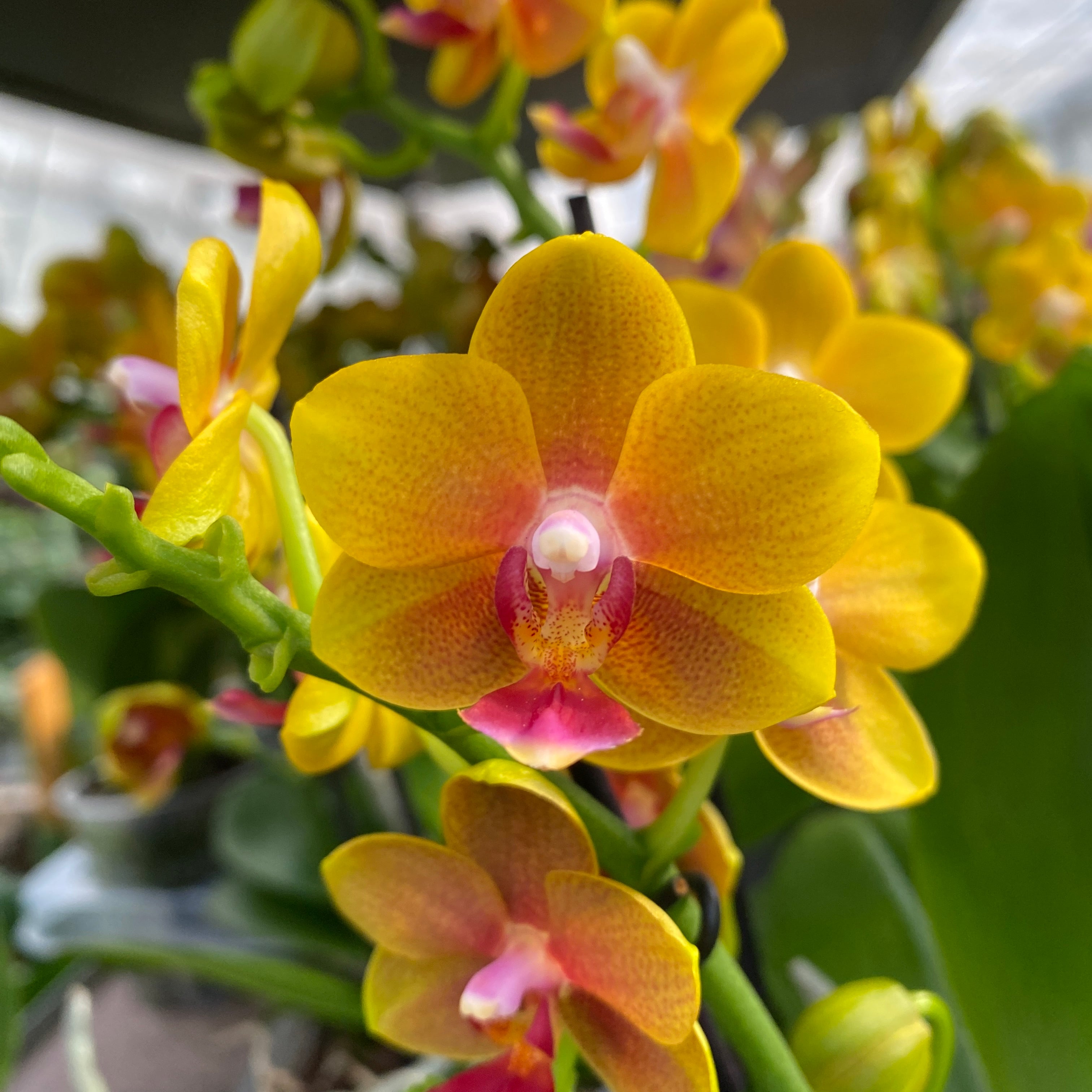 Phalaenopsis Reyoung Romance (Lioulin Orange) - flori parfumate