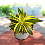 Agave lophantha 'Quadricolor' - kompakte Sukkulente mit spektakulärem, bunt geflecktem Laub