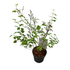 Liliac cu infloriri repetate - Syringa 'Bloomerang Dark Purple' - flori foarte parfumate