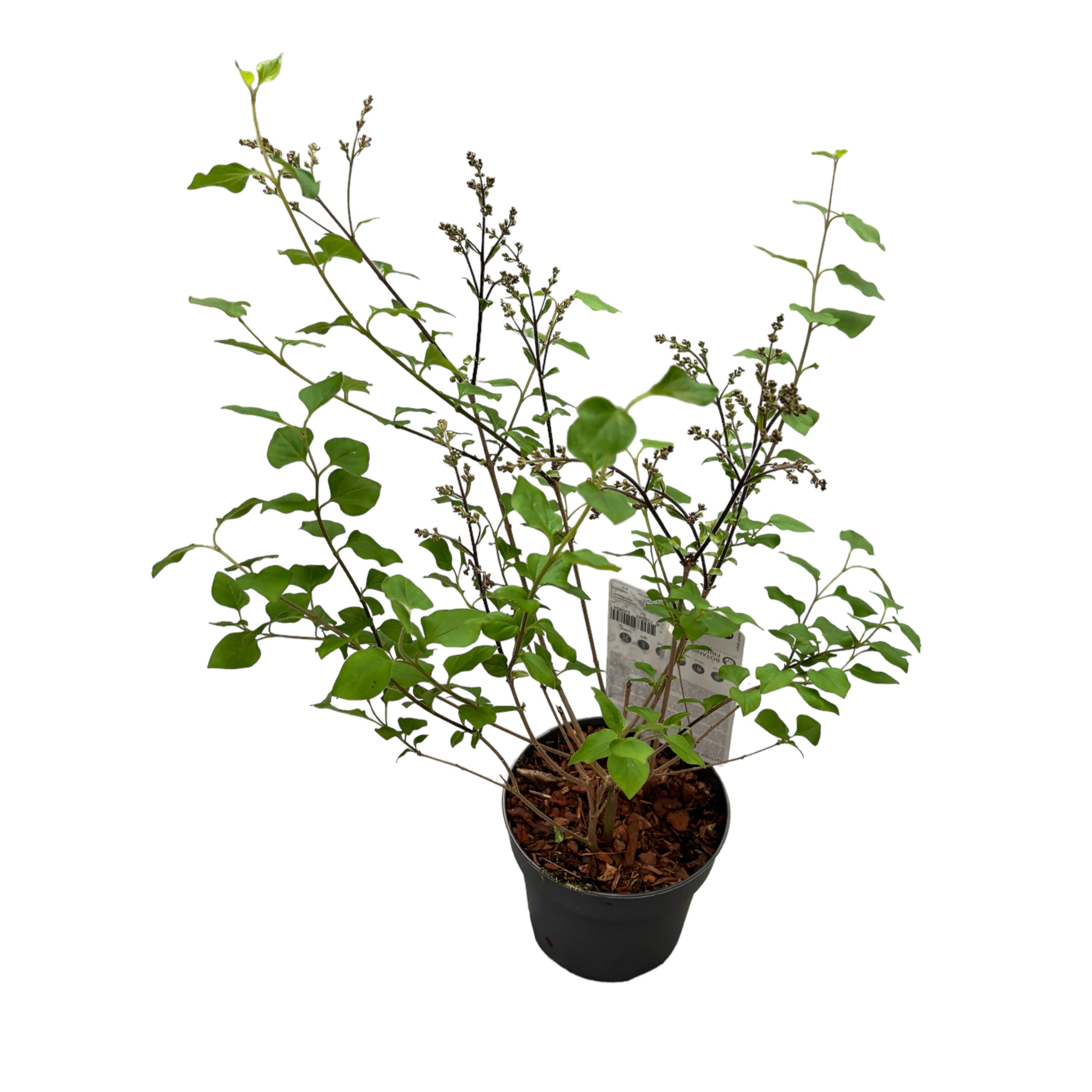 Liliac cu infloriri repetate - Syringa 'Bloomerang Dark Purple' - flori foarte parfumate