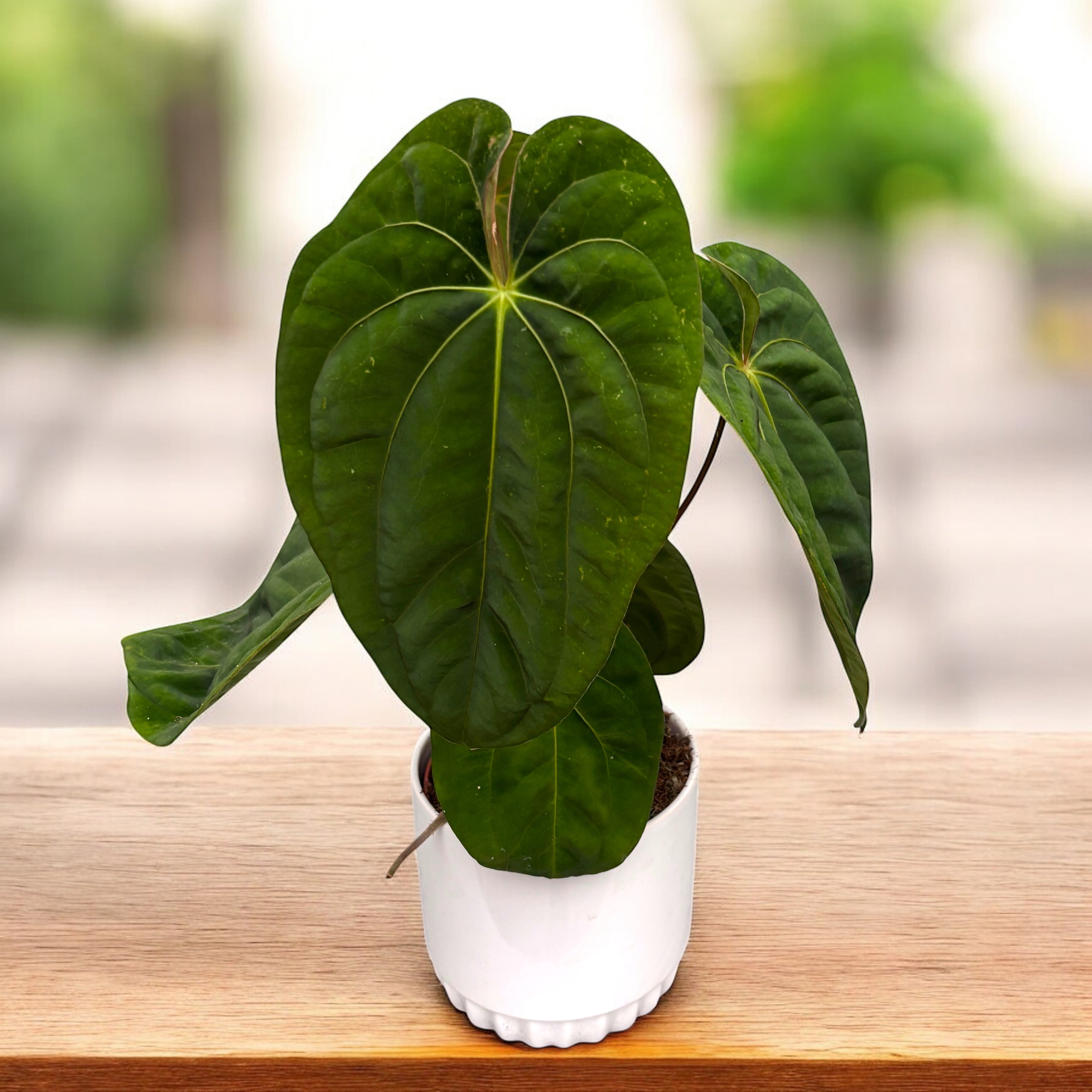 Anthurium 'Dark Phoenix'