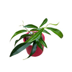 Hoya filiformis (Hoya chlorantha var. tutuilensis)