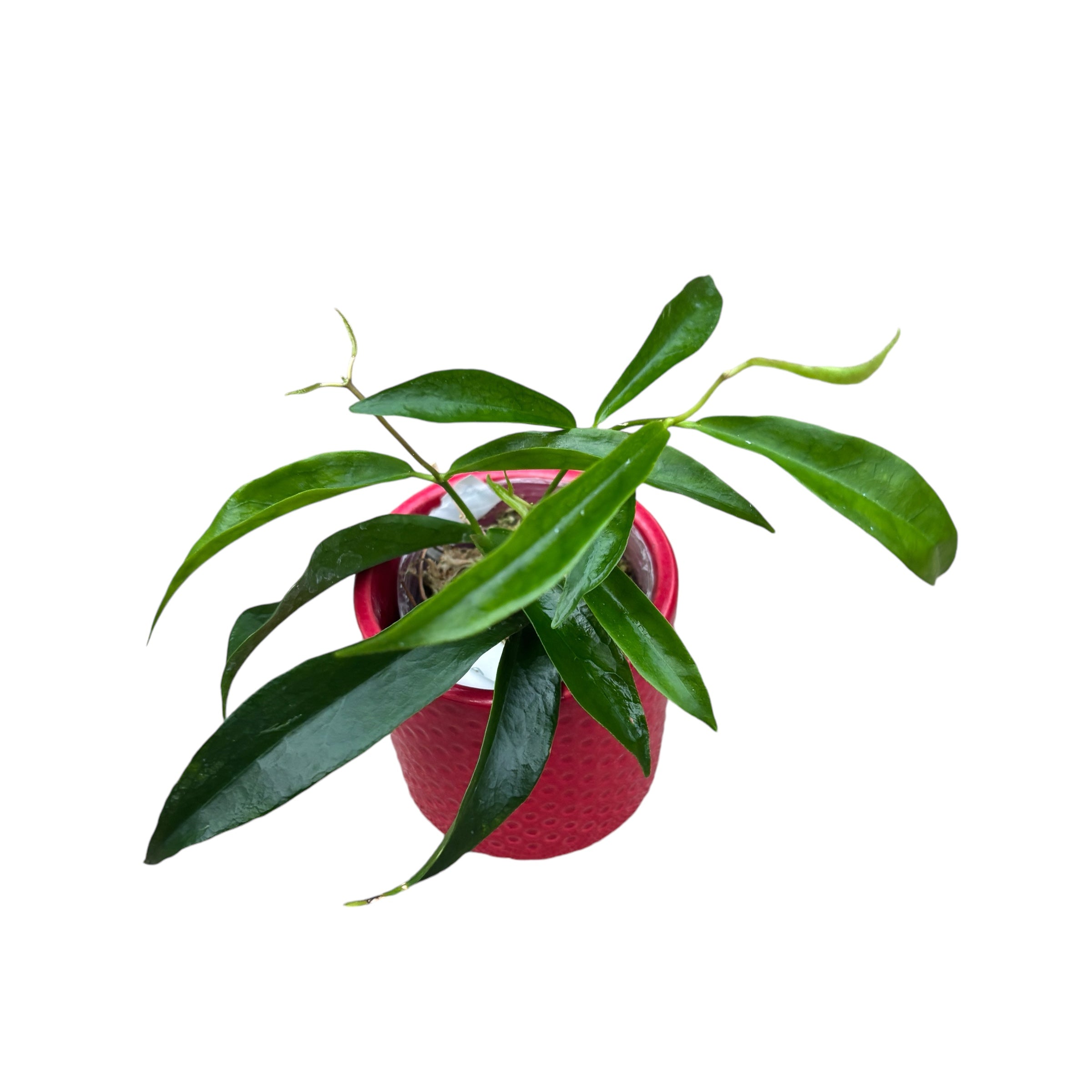 Hoya filiformis (Hoya chlorantha var. tutuilensis)