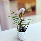 Vanda christensoniana (Ascocentrum christensonianum) - pachnąca