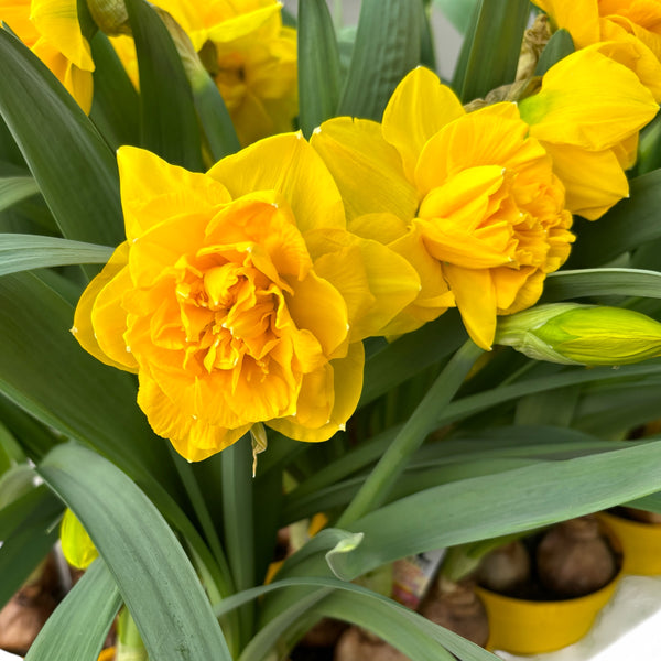 Narcise galbene cu floare mare dubla - Narcissus 'Double Gold Medal' (3-4 bulbi/ghiveci)