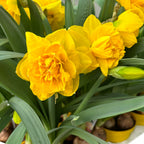 Narcise galbene cu floare mare dubla - Narcissus 'Double Gold Medal' (3-4 bulbi/ghiveci)