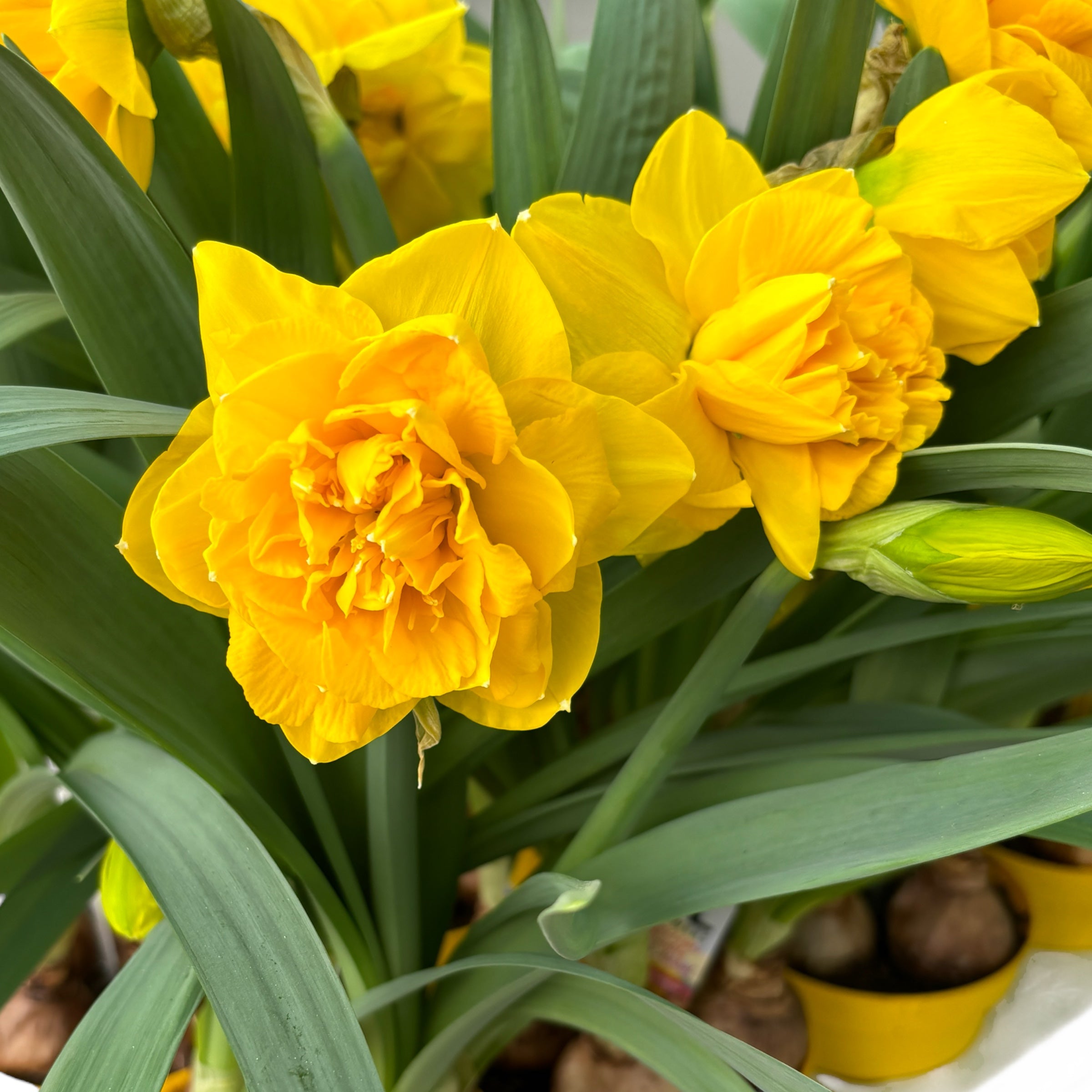 Narcise galbene cu floare mare dubla - Narcissus 'Double Gold Medal' (3-4 bulbi/ghiveci)
