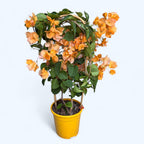 Bougainvillea 'Dania Yellow' - Žltý papierový kvet