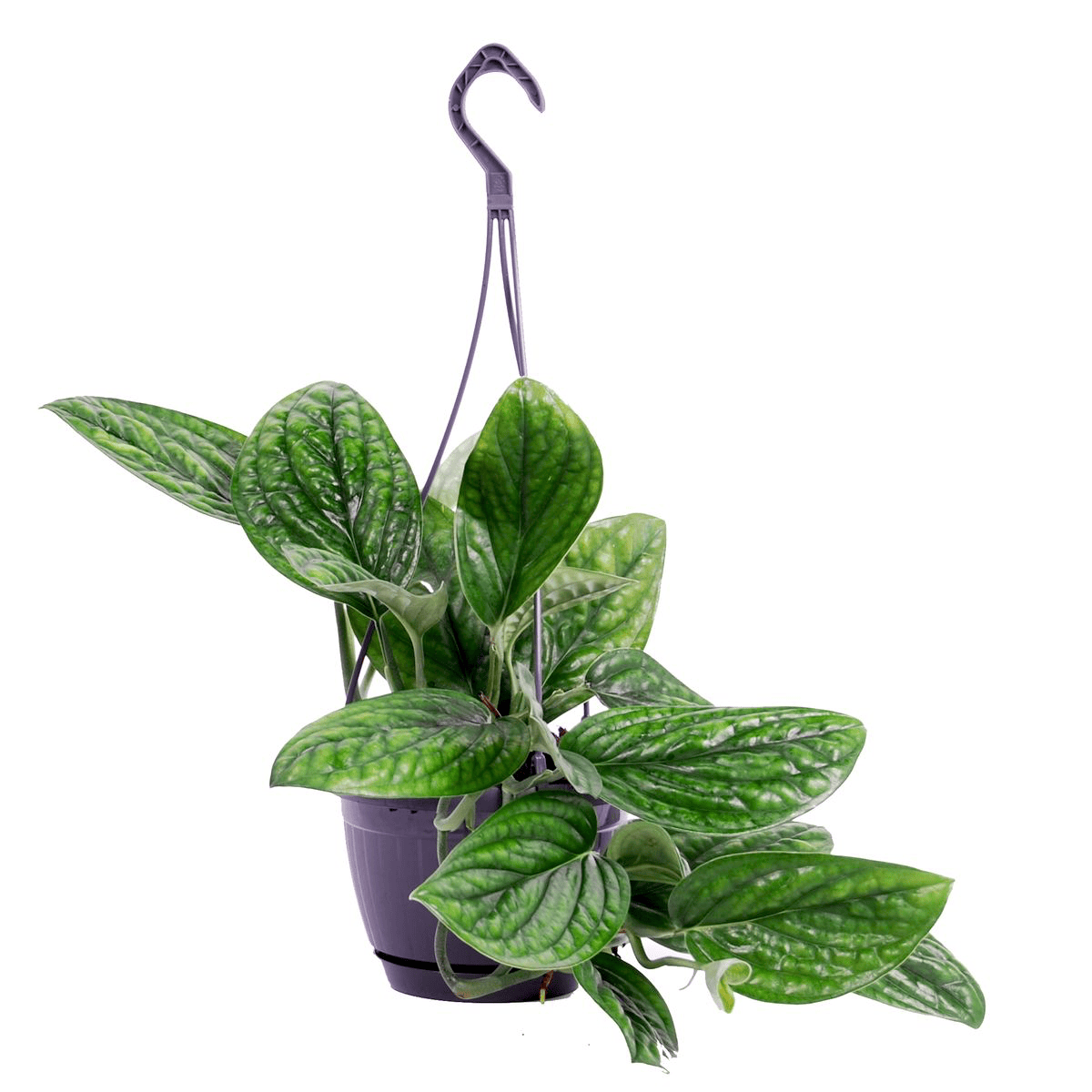 Monstera Peru (Monstera karstenianum) D15