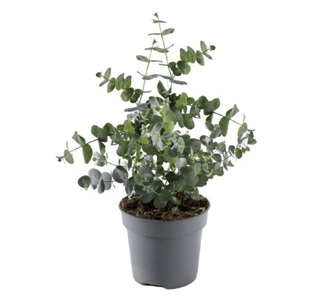 Eucalipt - Eucalyptus gunnii – Floraria Secret Garden (SG)