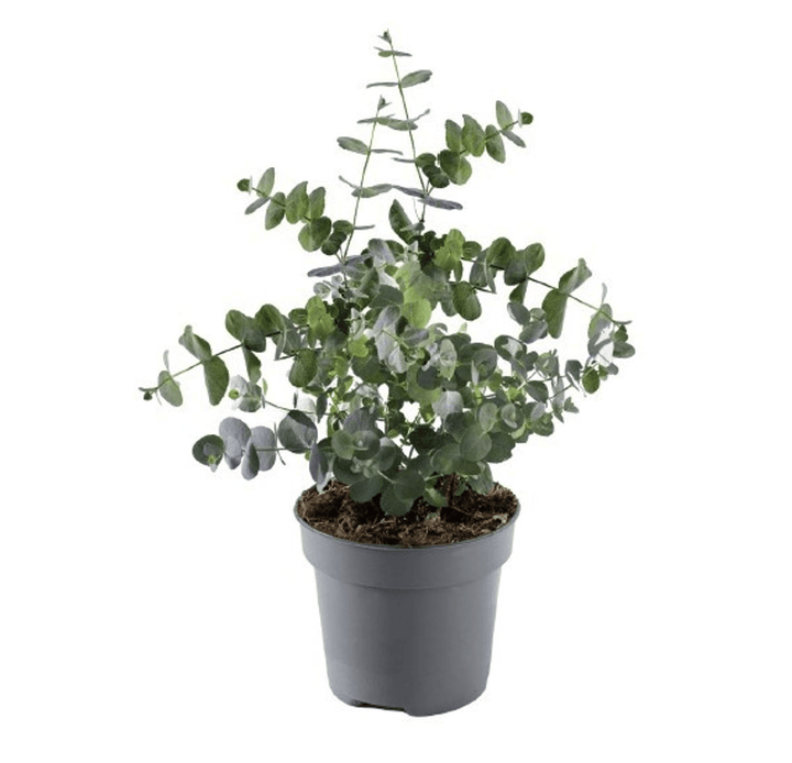 Eucalipt - Eucalyptus gunnii