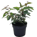 Eucalipt cu parfum de citrice - Eucalyptus citriodora (Corymbia citriodora)