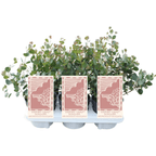 Eucalyptus websteriana (Heart Leaf)